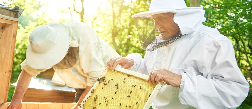Smarte Technik zur Überwachung von Bienenvölkern