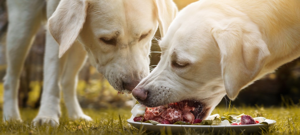 „Bofrost“ für Hunde - Frischfutterversand per Internet