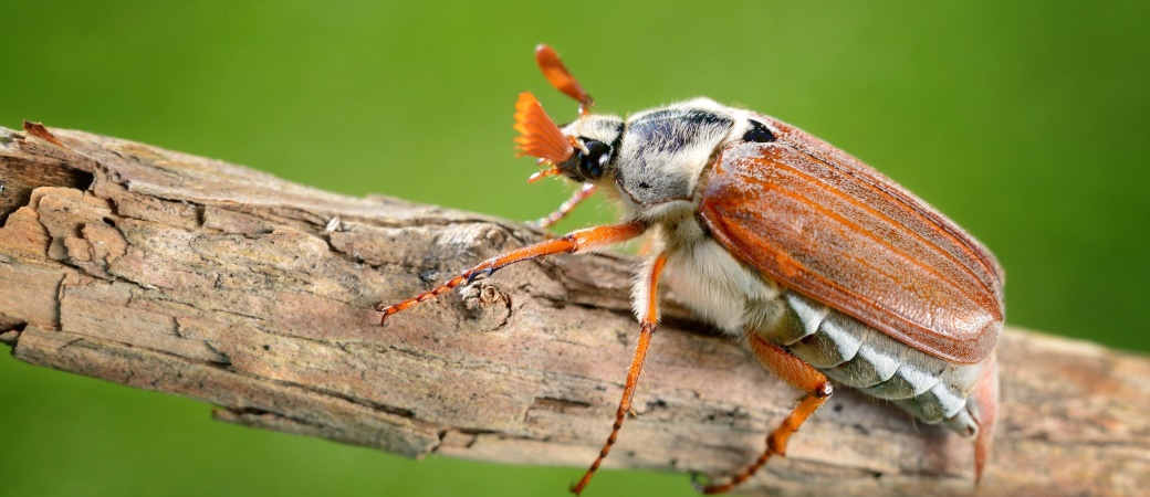 Ein Online-Shop spezialisiert auf die Haltung und Aufzucht von Käfern