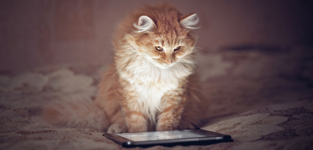 Playstation für Katzen - Smart Home ist bei Hauskatzen angekommen
