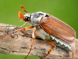 Auf die Haltung und Aufzucht von Käfern spezialister Online-Shop